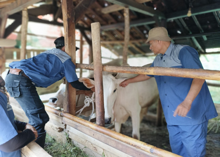 Vaksinasi PMK di Cilacap Sudah Lindungi 17 Ribu Lebih Ternak