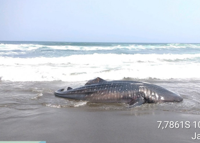 Hiu Totol Seberat 1 Ton Terdampar di Pantai Selatan Kebumen