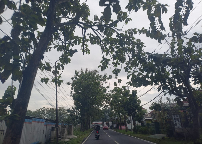 DPU PR Kontinyu Awasi Pohon di Tepi Jalan Pemerintah, Ini Penyebabnya