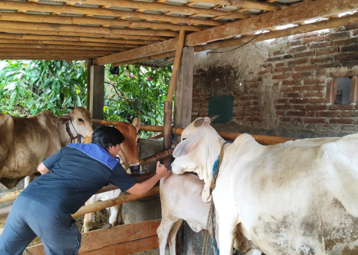 Vaksinasi PMK di Patemon Purbalingga Sasar 36 Ekor Sapi, Petugas Hadapi Kendala Waktu dan Persepsi Warga