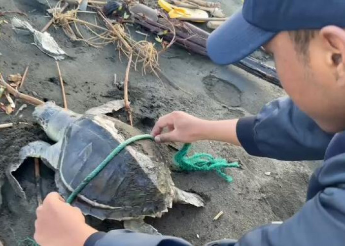 Dua Penyu Lekang Mati Ditemukan Terdampar di Pantai Cilacap