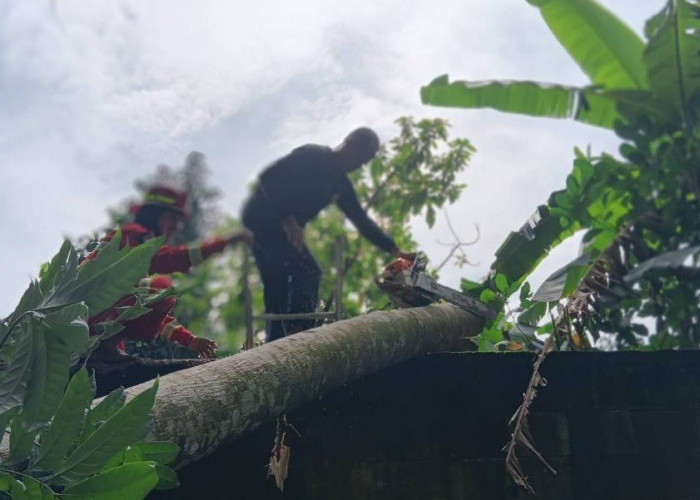 Pohon Tumbang Timpa 2 Rumah Warga Adimulyo Kebumen