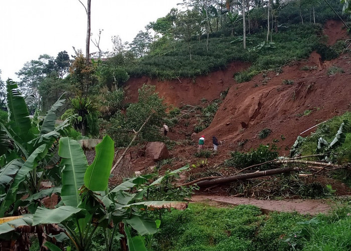 Bekas Lahan Bencana Milik Warga Siwarak, Berpotensi Untuk Perkebunan