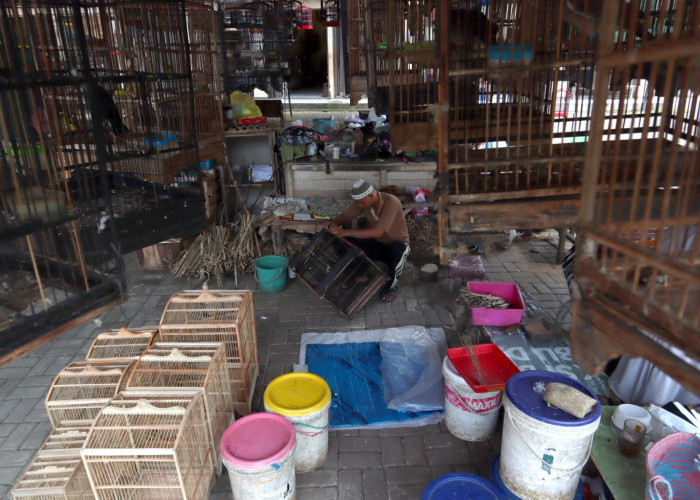 Pasar Burung Peksi Bacingah Purwokerto, Hanya Ramai Oleh Kicau Burung