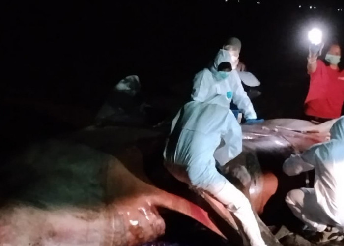 Kerahkan Alat Berat, Hiu Totol Dikubur Dalam Lubang 4x7 Meter