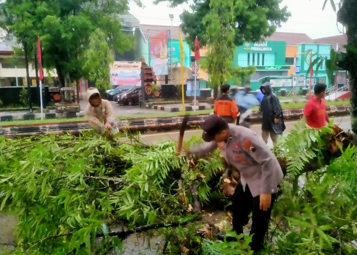 Hujan Disertai Angin Kencang, Pohon Peneduh Jalan Tumbang dan Kanopi Rumah Terbang 