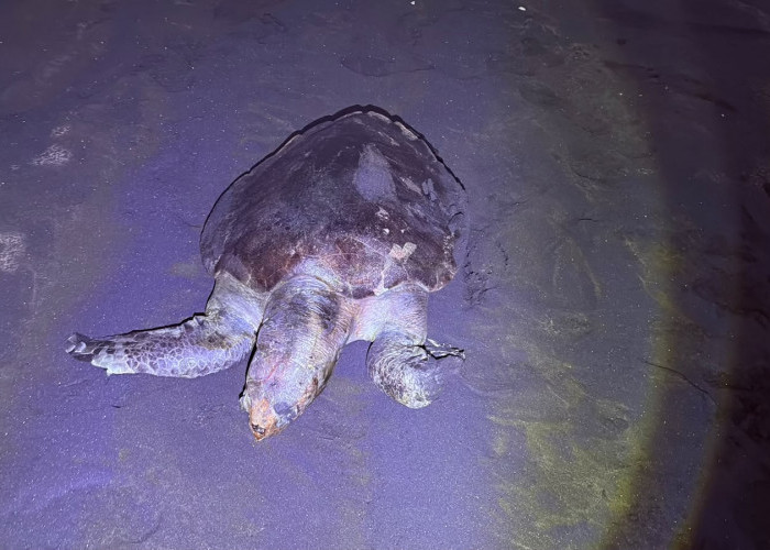 Penyu Lekang Dewasa Mati di Pantai Wagir Indah Adipala Cilacap