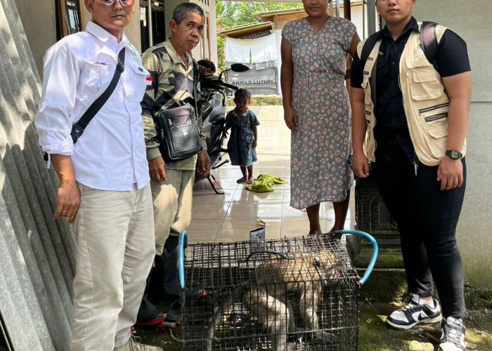 Sempat Gigit Warga Karangreja Cilacap, Monyet Ekor Panjang Diamankan