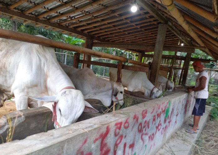 Peternak Sapi Kebumen Minta Pemkab Bantu Vaksin