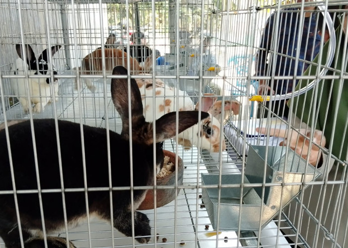 Petani Sumpiuh Pelajari Budidaya Kelinci, Unsoed Purwokerto Kenalkan Pertanian Organik Terpadu