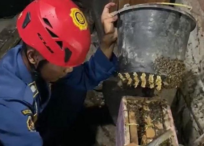 Warga Sering Tersengat, Petugas Damkar Banjarnegara Evakuasi Sarang Lebah Madu 