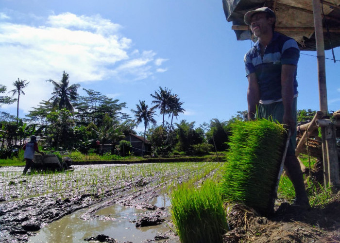 Ini Sederet Keuntungan Petani Gunakan Rice Transplanter