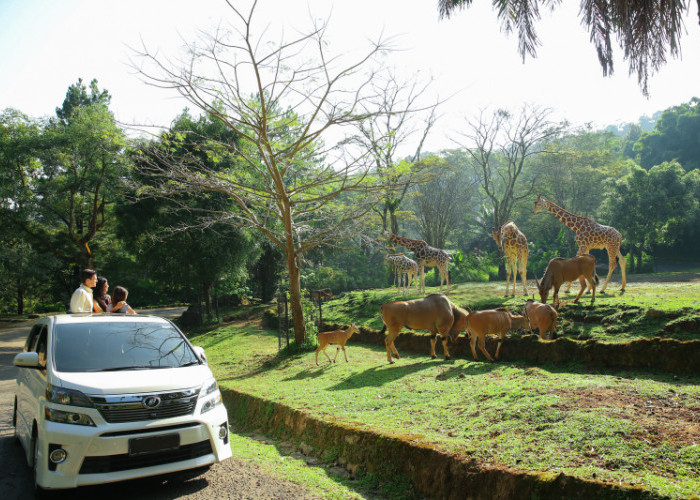 Perhatikan Hal Ini! Tips Aman Tour Area Taman Safari Menggunakan Mobil Pribadi