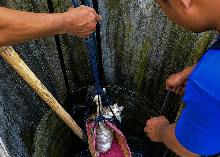 Kucing Masuk Sumur Sedalam 8 Meter di Nusawungu Cilacap, Damkar Turun Tangan 