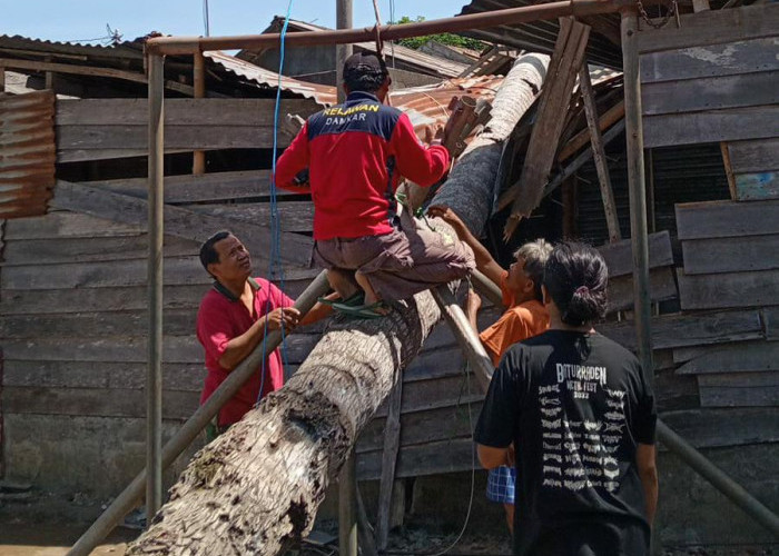 Diterjang Angin Kencang, Pohon Kelapa Tumbang Hingga Timpa Rumah Warga Gunungsimping Cilacap