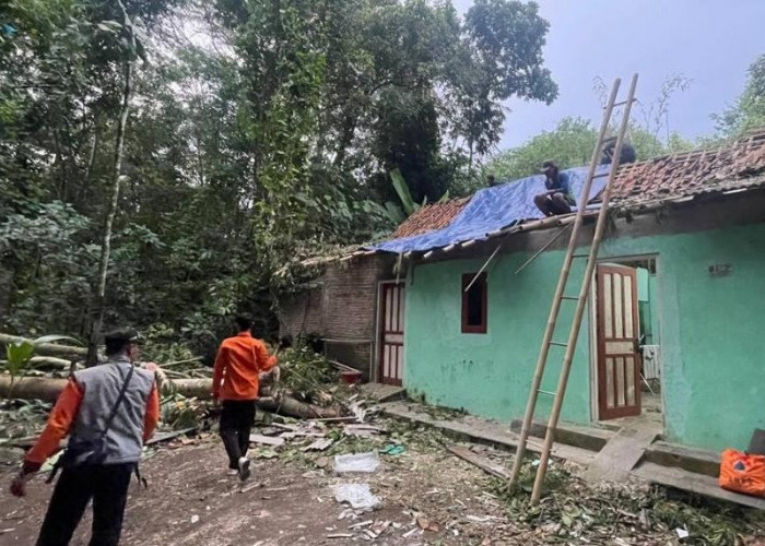 Angin Kencang Picu Pohon Tumbang di Sejumlah Wilayah Kebumen