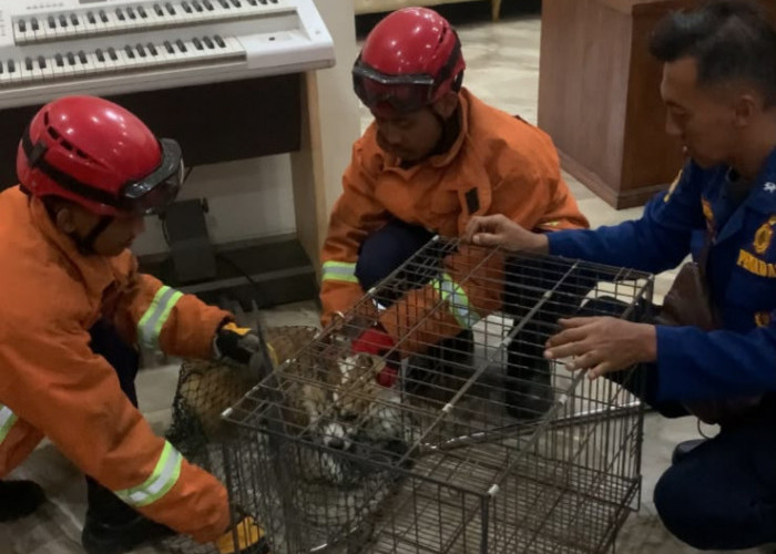Mengamuk dan Menyerang Pemiliknya, Petugas Damkar Evakuasi Anjing di Kalikabong