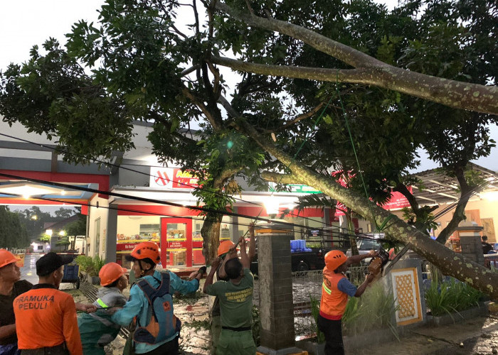 Cuaca Ekstrem, Sejumlah Pohon Tumbang, Tutup Badan Jalan dan Timpa Rumah