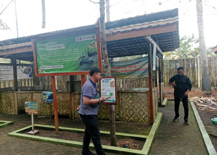 Momen Langka! Tukik Penyu Menetas Perdana di Sepanjang Pantai Jetis-Sodong