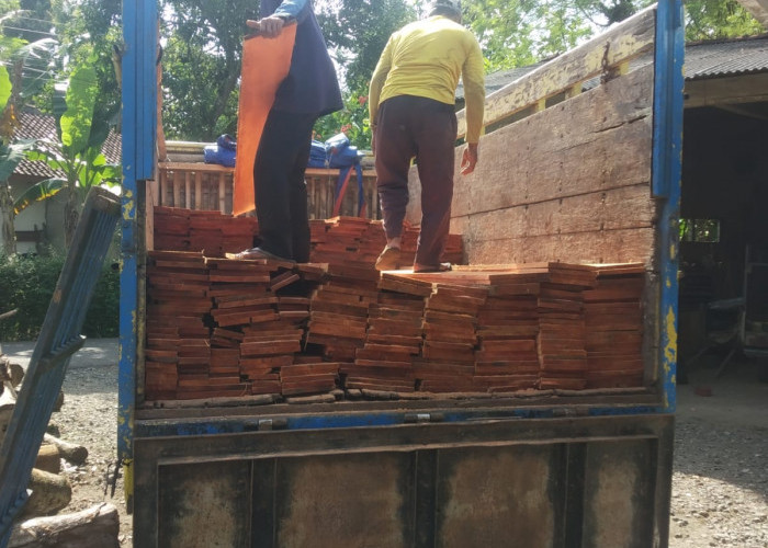 Musim Kemarau, Kayu Suren Diburu