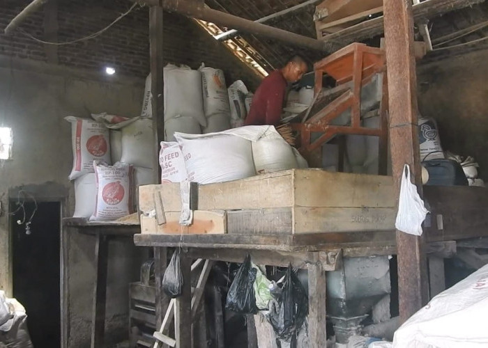 Beras Jenggawur Tak Pernah Sepi Peminat, Panen Belum Datang tapi Pesanan Sudah Mengular