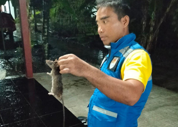 Selain Kebakaran, Warga Cilacap Laporan ke Damkar Untuk Evakuasi Tikus hingga Wastafel Mampet