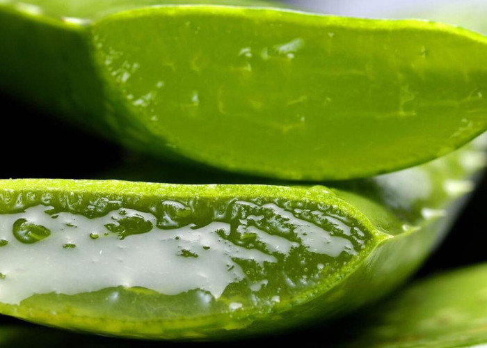 4 Manfaat Aloe Vera untuk Kulit Wajah