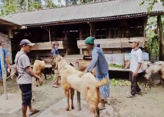 Tiga Pekan Jelang Iduladha, Pesanan Kambing Kurban di Cilacap Meningkat