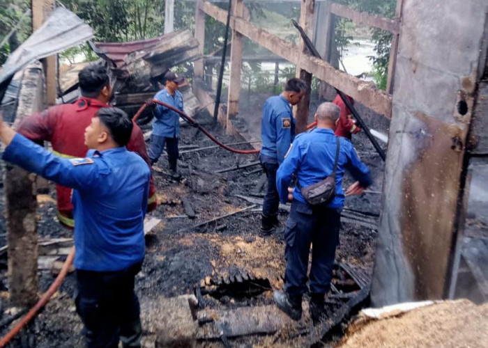 Kandang di Mrebet Purbalingga Terbakar, 9.300 Ayam Mati dan Kerugian Capai Rp750 Juta