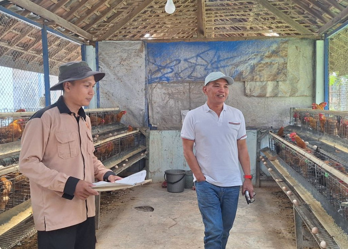 Sumanto Ajak Masyarakat Beternak Ayam karena Menguntungkan