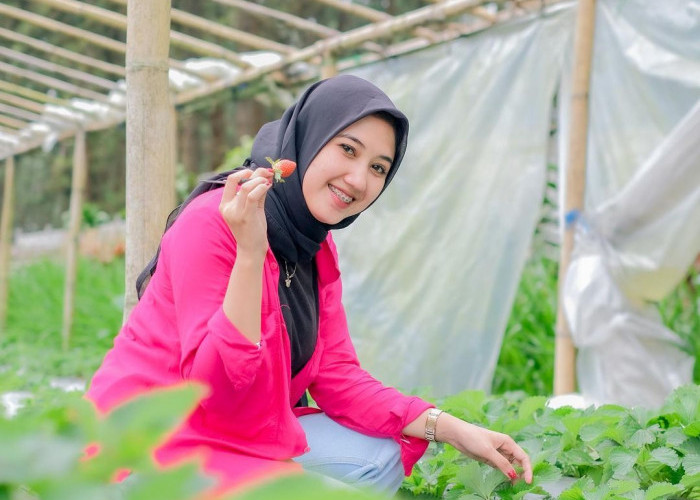 Desa Serang Tetap Bertahan Jadi Sentra Kebun Stroberi, Lebaran Kewalahan