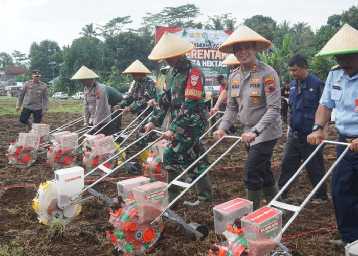 Dukung Ketahanan Pangan, Polres Purbalingga Tanam Jagung di Lahan Seluas 19.040 Meter Persegi