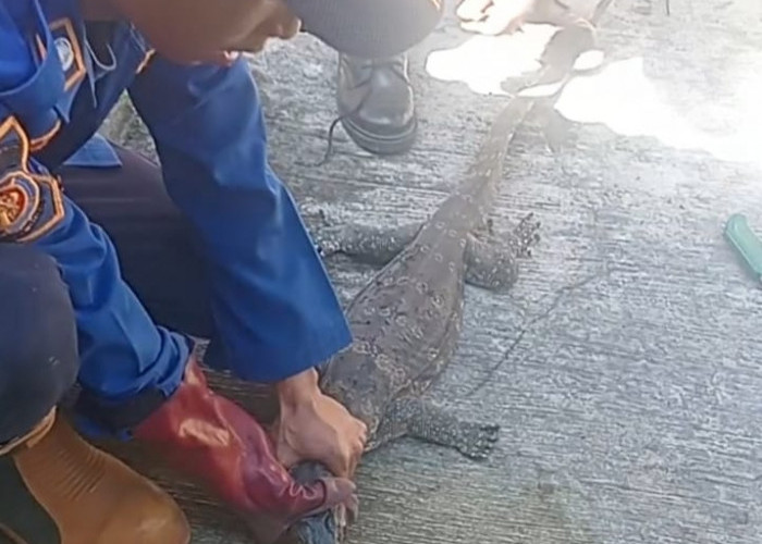 Biawak Masuk Gudang di Banyumas, Reptil Besar Bersembunyi di Tumpukan Kayu
