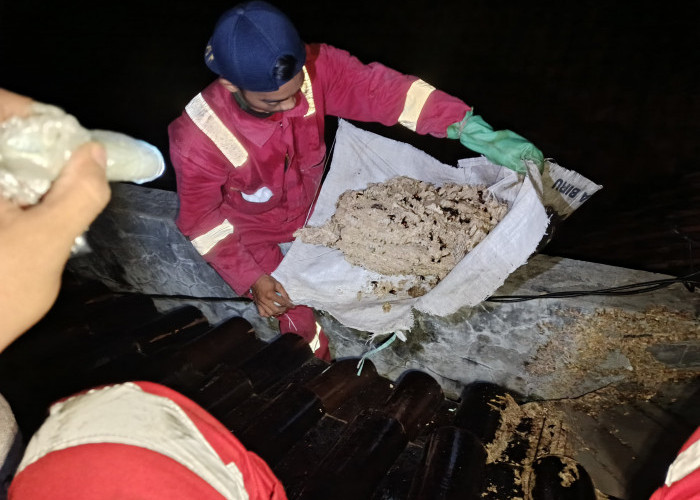 Operasi Tangkap Tawon Dominasi Tugas Damkar Cilacap Selama Februari