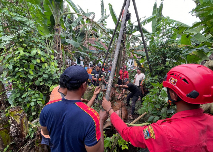 Sapi Tercebur Sumur 4 Meter di Sokaraja, Damkar Banyumas Evakuasi Hampir Tiga Jam