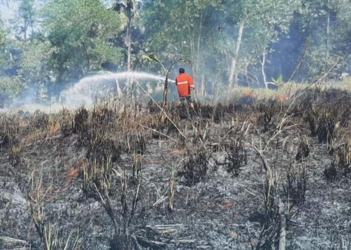 Musim Kemarau, 31 Hektar Hutan dan Lahan Hangus Terbakar