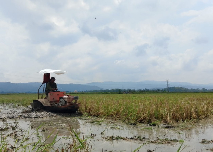 Traktor Perahu di Banyumas Viral, Inovasi Petani Diserbu Warganet