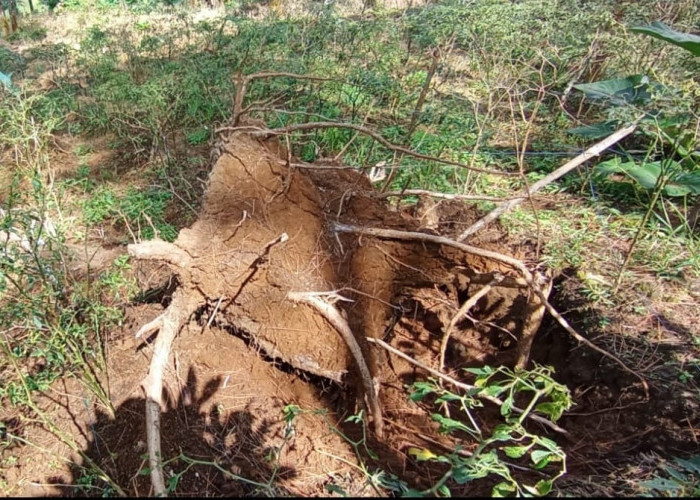 Alih Fungsi Hutan Picu Kekhawatiran Banjir di Wanayasa, Dari Resapan Air Jadi Ladang Sayur