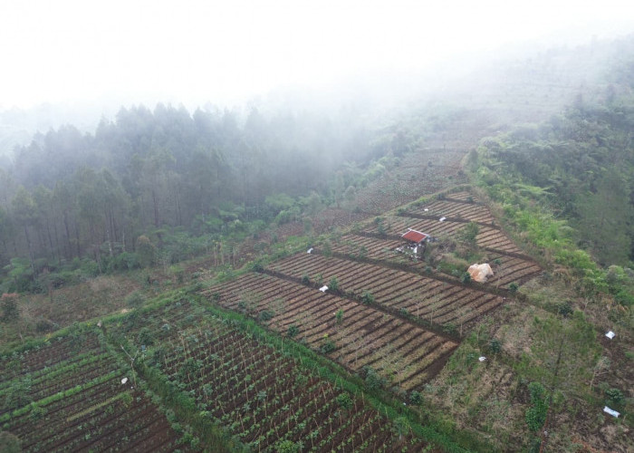Perambahan Hutan Rogojembangan Masih Terjadi, Perhutani Siap Tempuh Jalur Hukum