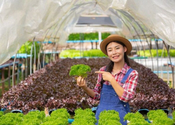 5 Tips Memulai Usaha Pertanian Hidroponik di Rumah yang Menguntungkan