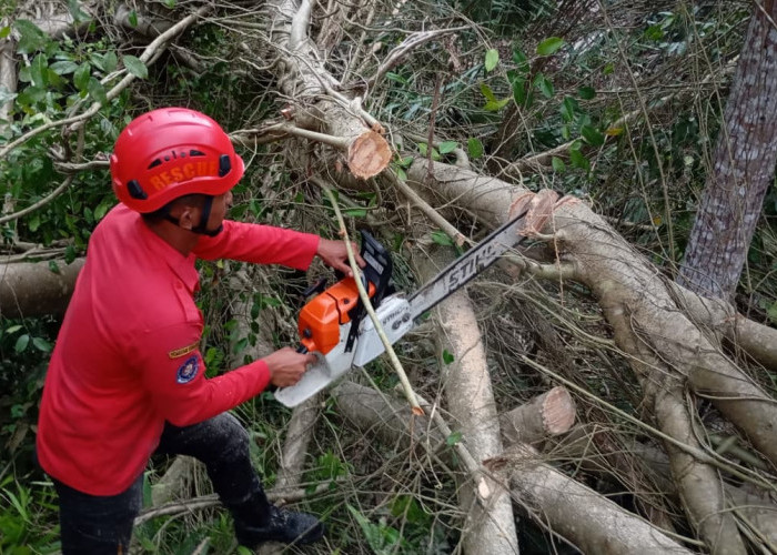 Diterjang Angin Kencang Pohon Beringin Tumbang, Akses Jalan Desa di Kalibagor Sempat Lumpuh