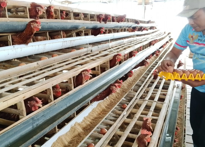 Telur BUMDes Selandaka Banyumas Laris, Harga Murah, Prospek Dikembangkan