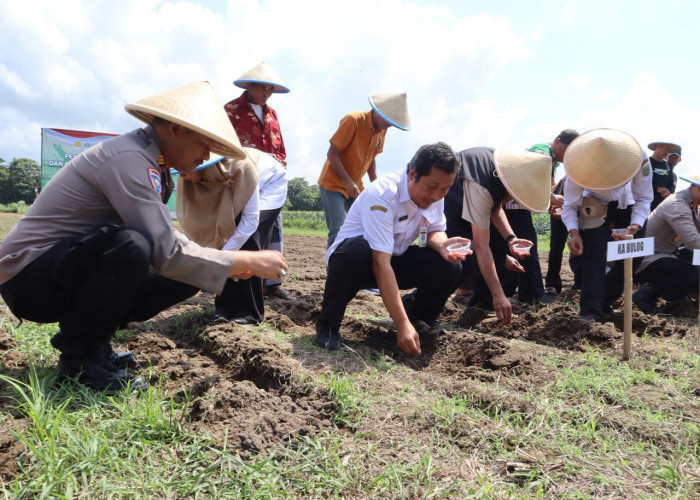 Dukung Swasembada Pangan Polres Kebumen Tanam Jagung ke IV