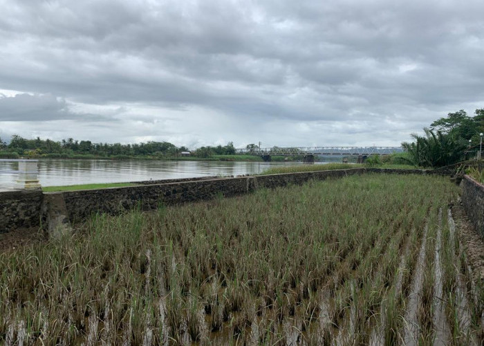 Dilanda Banjir, Produksi Padi di Cilacap Menurun