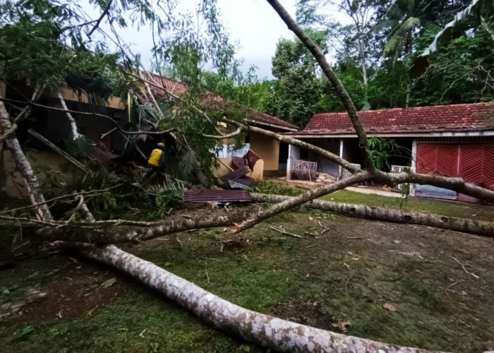 Cuaca Ekstrem Landa Banyumas: Pohon Tumbang Terjadi di Beberapa Lokasi