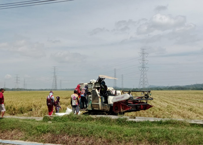 Ditengah Musim Yang Tak Menentu, Cilacap Catat Surplus Beras 243 Ribu Ton 