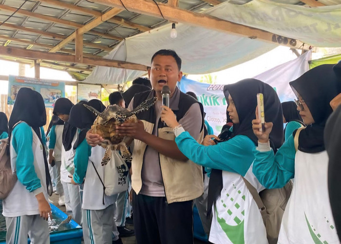 7.000 Telur Diselamatkan! Kisah Warga Cilacap Patroli 12 KM Demi Penyu