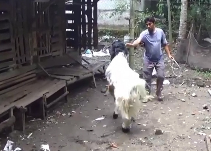 Jelang Idul Adha, Pesanan Kambing di Kebumen Tembus Hingga Luar Kota