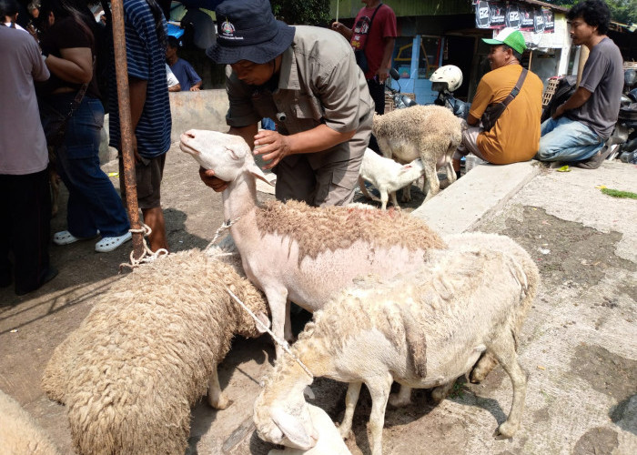 Jelang Iduladha, DPPP Purbalingga Temukan Kambing Belekan hingga Cacingan di Pasar Hewan