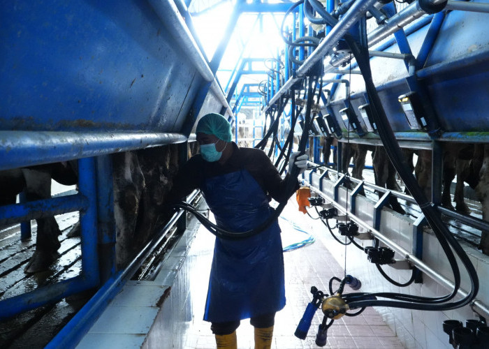BBPTUHPT Baturraden Awasi Produksi Susu Secara Real Time, Digitalisasi Diterapkan Usai Dugaan Korupsi